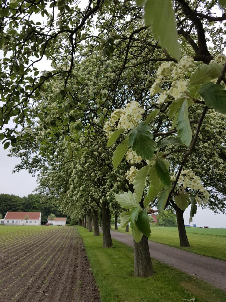 Wirketorp Countryside Hotelシェーヴリンゲ エクステリア 写真